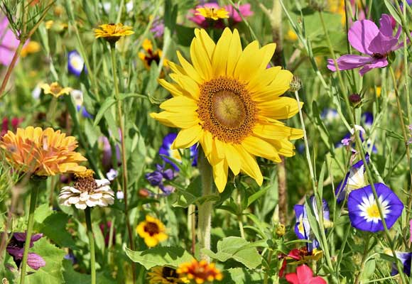 Sonnenblume
